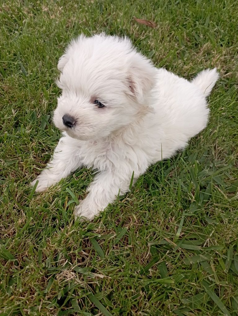 Bichon Maltês macho