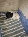 Dou cães bebés Labradores