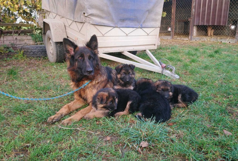 Owczarek niemiecki - szczeniak