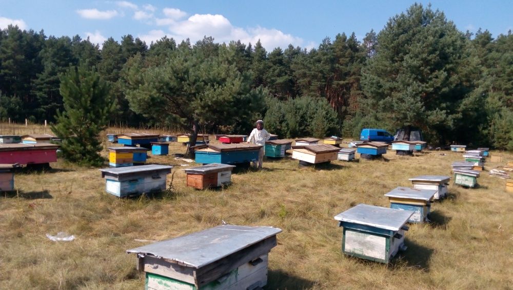 Мед з лісової пасіки