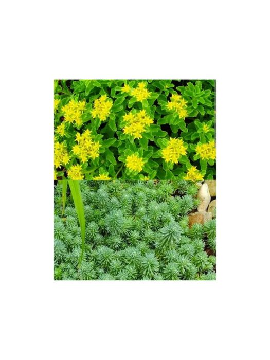 Садові     квіти