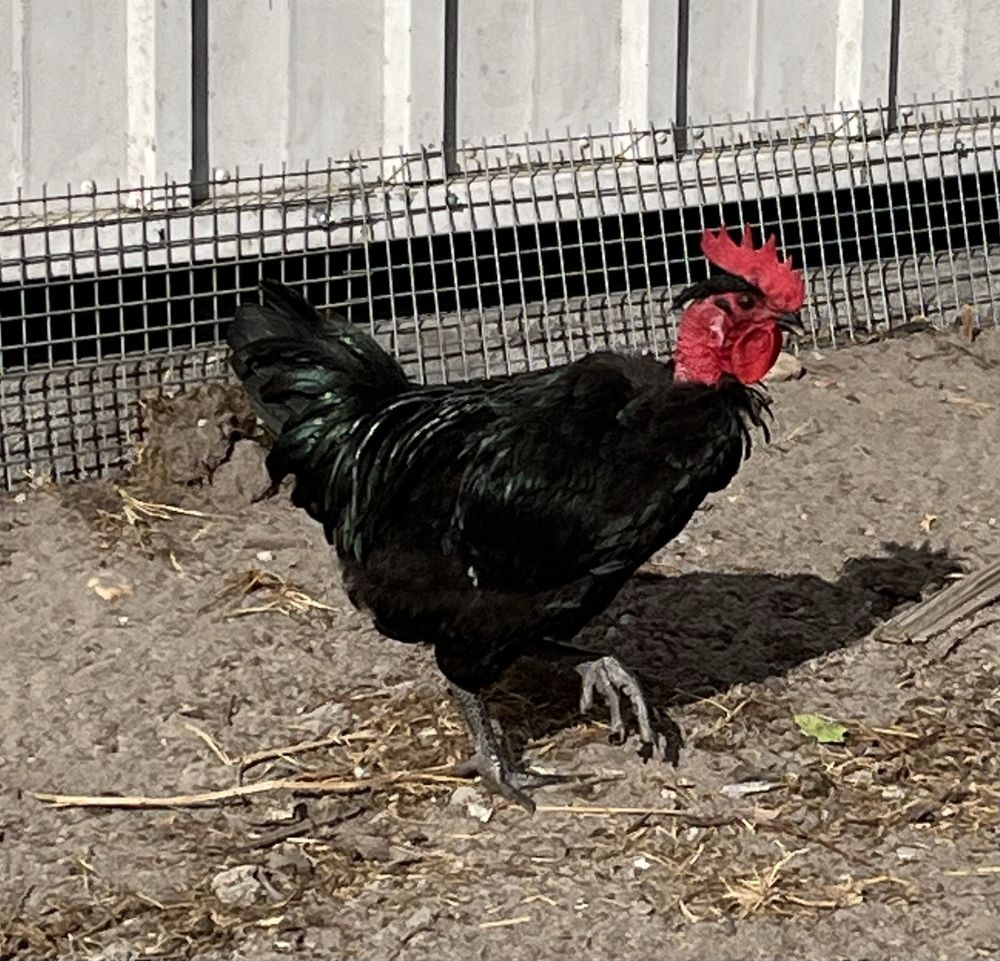 Vendo galos raça Preta Lusitânica