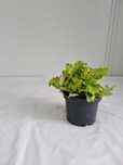 Żurawka Zielono Żółta – Heuchera, Wys. 30 cm, Doniczka 2L