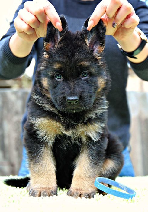 Породисті цуценята, д/ш вівчарка, з пакетом документів КСУ.
