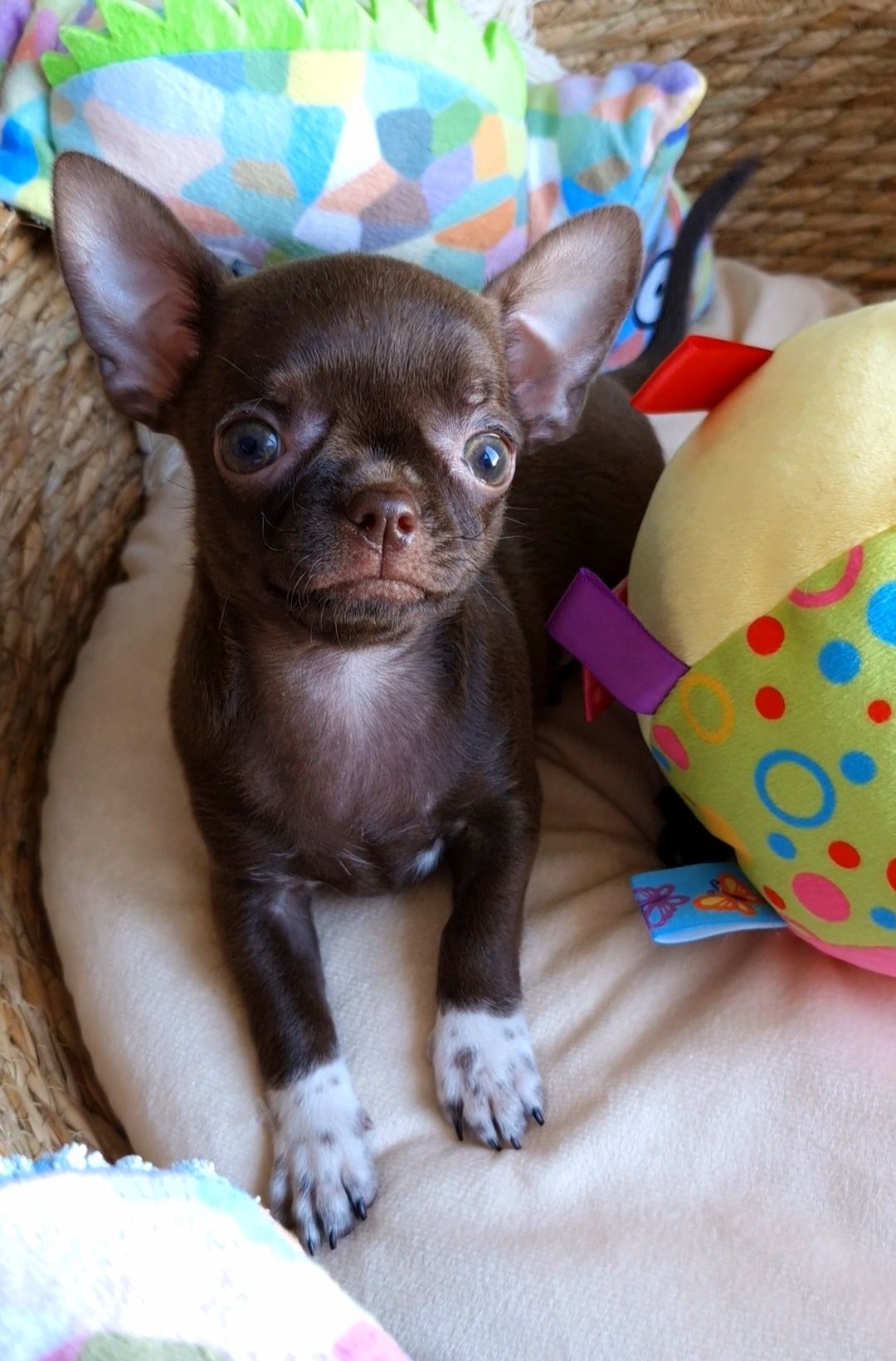 Czekoladowa dziewczynka Chihuahua ** CANDY **