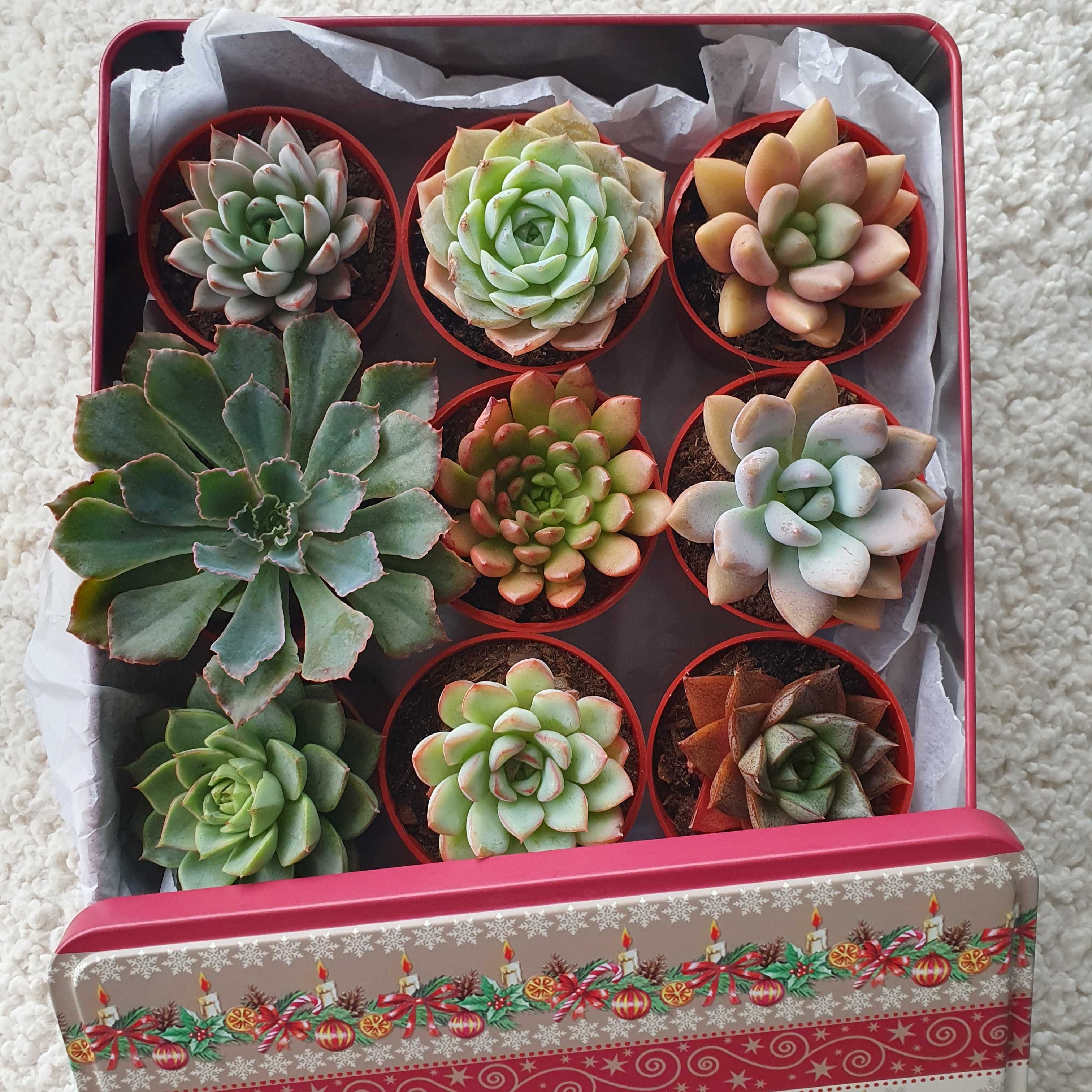 Caixa com suculentas echeverias, conjunto 9 peças