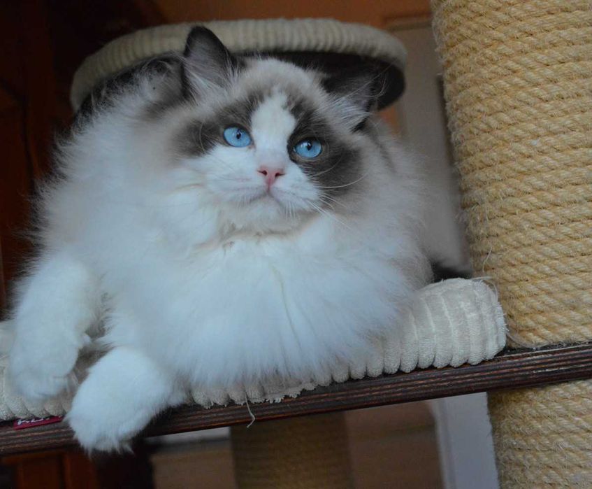 Madison,cudowna w typie koteczka wystawowo-hodowlana