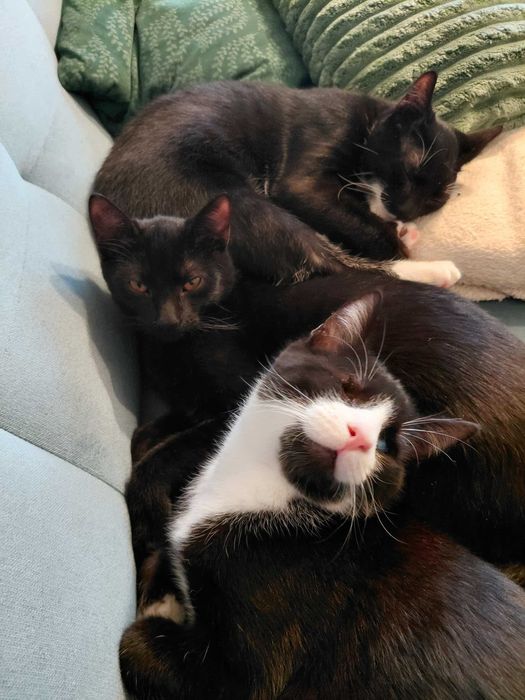 5 miesieczne kocurki do oddania