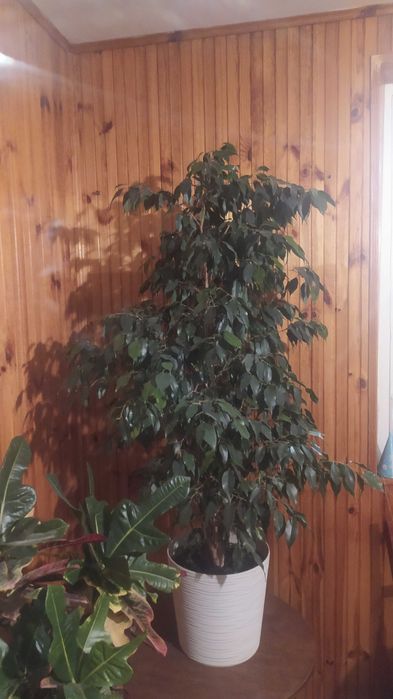 Фікус Бенджаміно