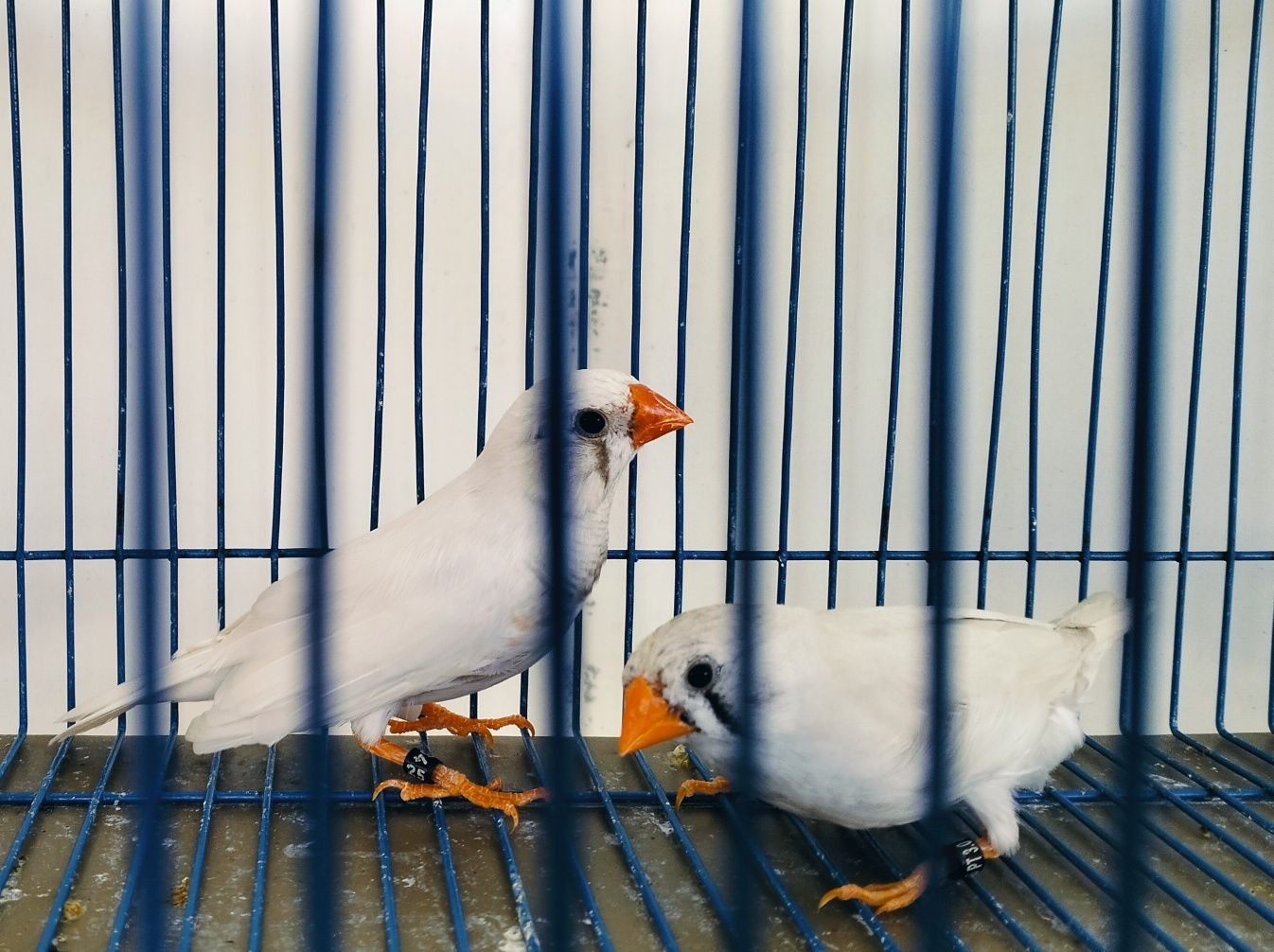 Casais Diamantes Mandarins