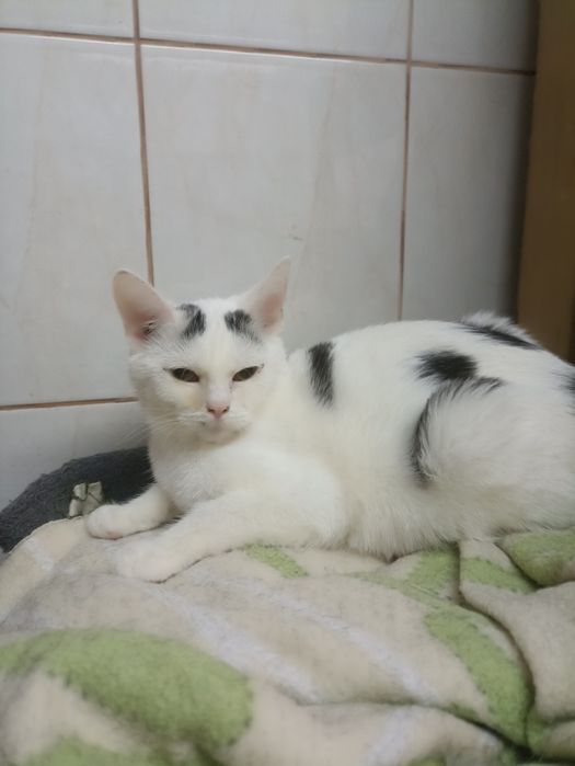 4 miesięczna kotka szuka domu niewychodzącego