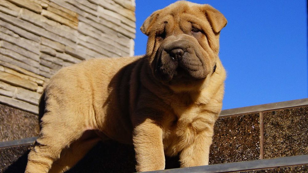 Frugo samczyk Shar Pei z rodowodem, rodzice importowani zza granicyFCI
