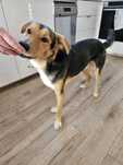 Roczny Słodziak do adopcji
