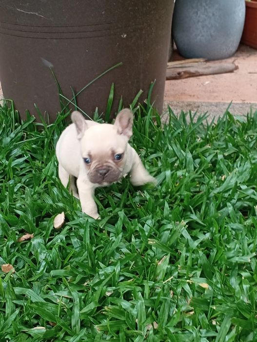 Bulldog Francês fêmea disponível