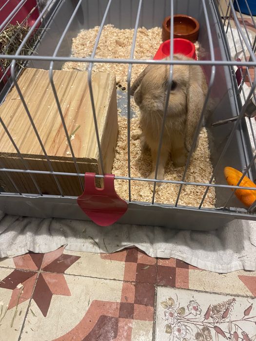 Coelho anão  mini lop