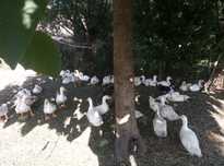 Okazja sprzedam kaczki pekin żywe