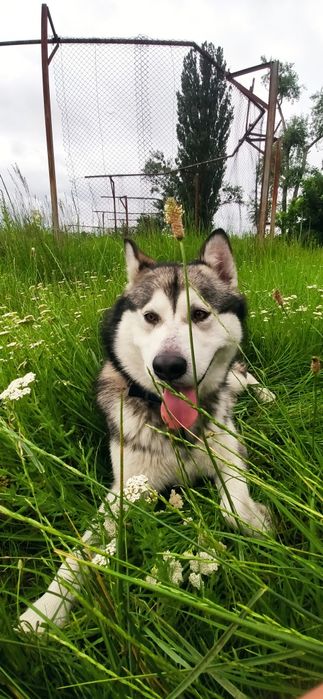 В'язка ,Маламут ,Кобель