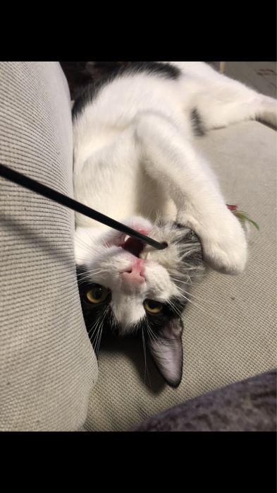 Кошечка в добрые руки СРОЧНО