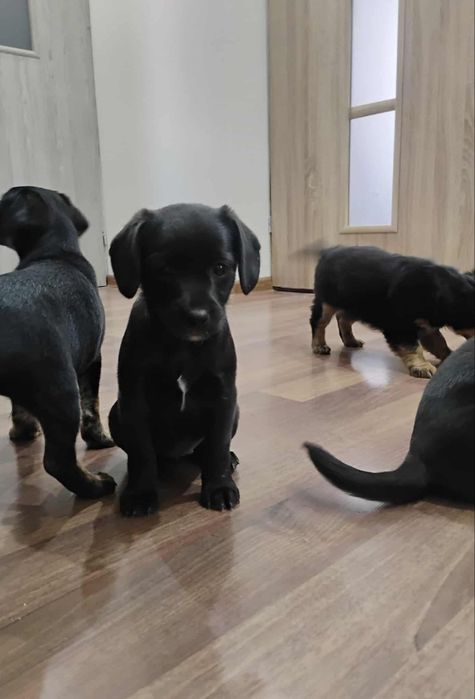 Oddam pieski za darmo