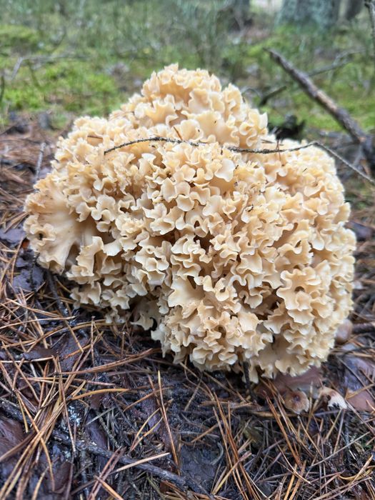 Siedziuń kozia broda