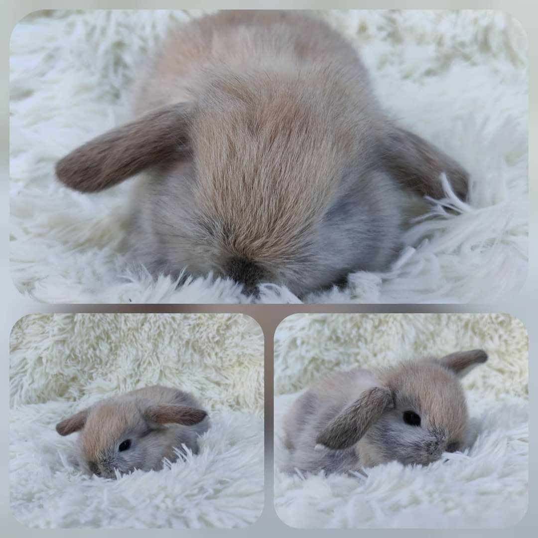 Króliczki Mini Lop. Legalna hodowla, wolne maluszki.