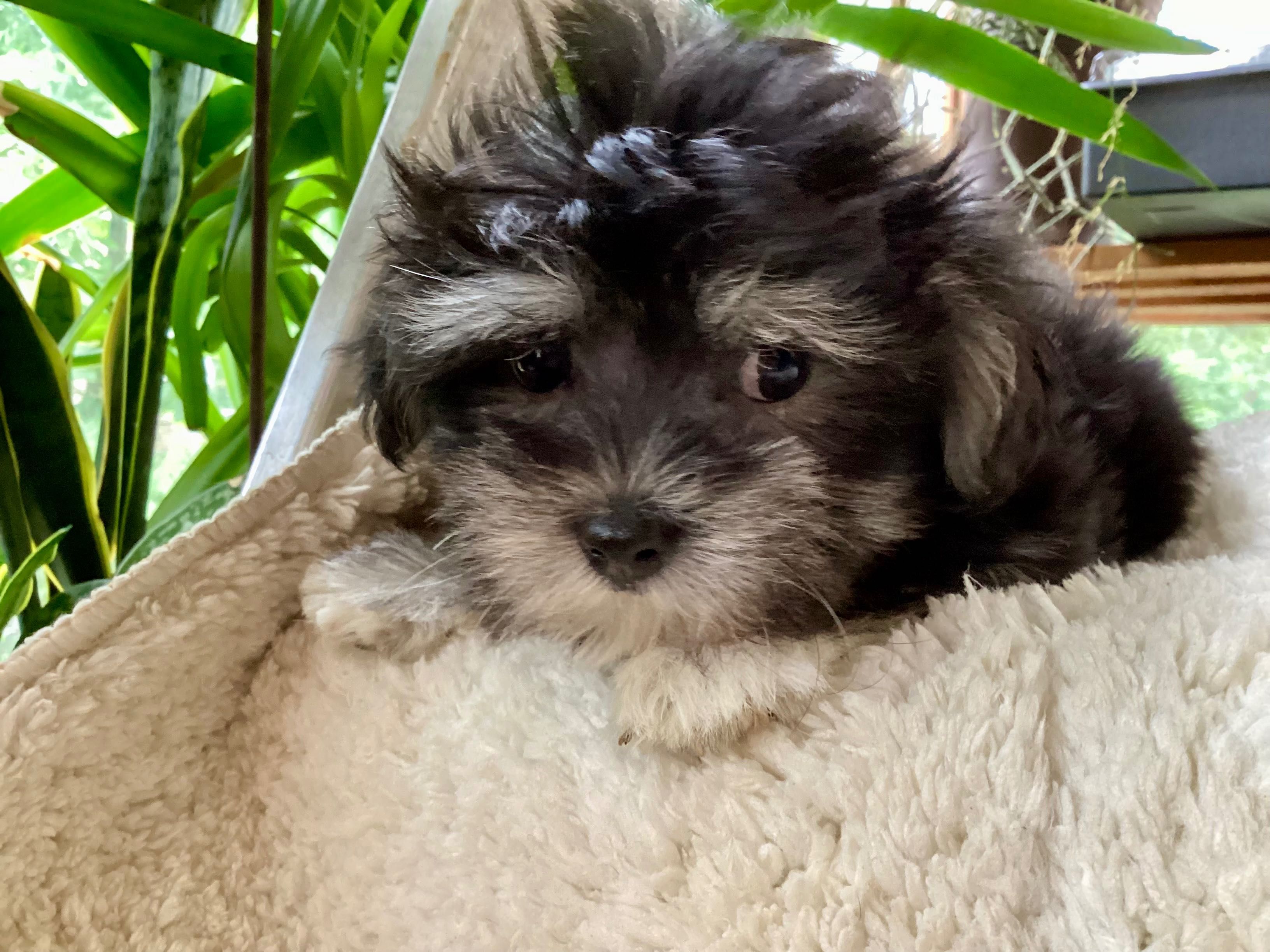 Цуценя дівчинка породи морки той Morkie