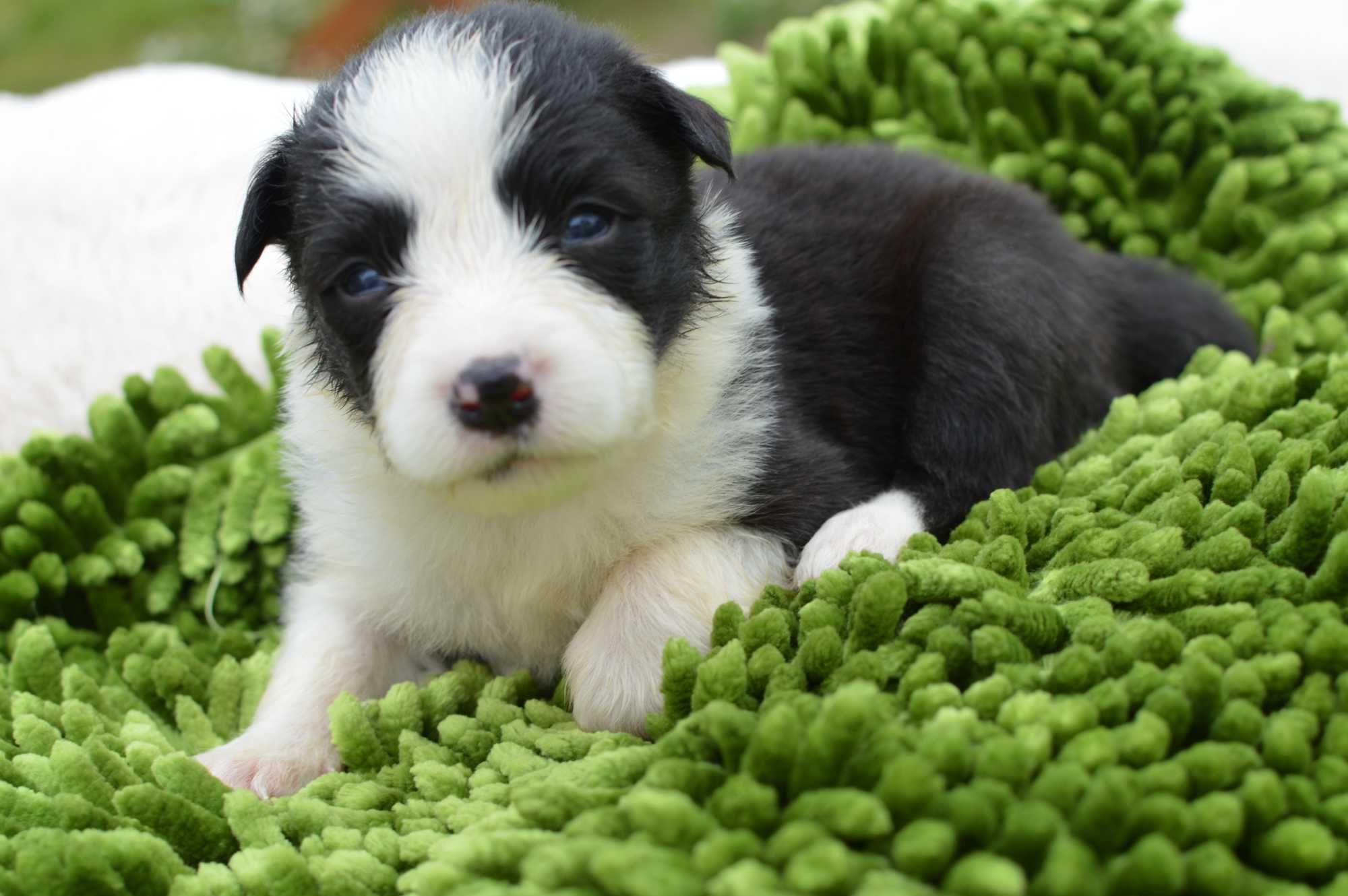 Suczka BORDER COLLIE ZkwP/FCI czarno biała