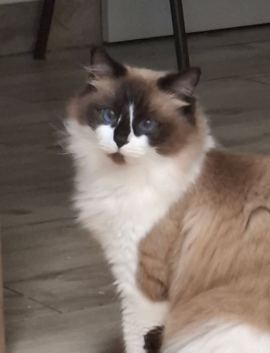 Kocur Ragdoll z rodowodem FIFE.
