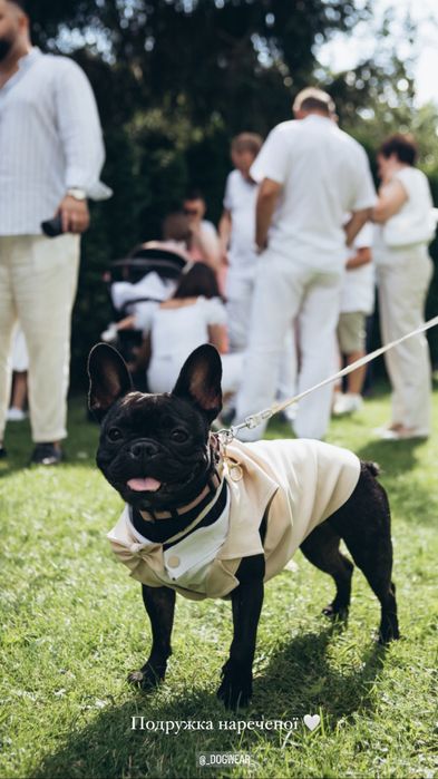 Одяг для тварин / французький бульдог