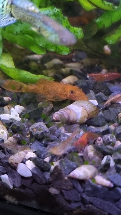 Zbrojnik glonojad super red