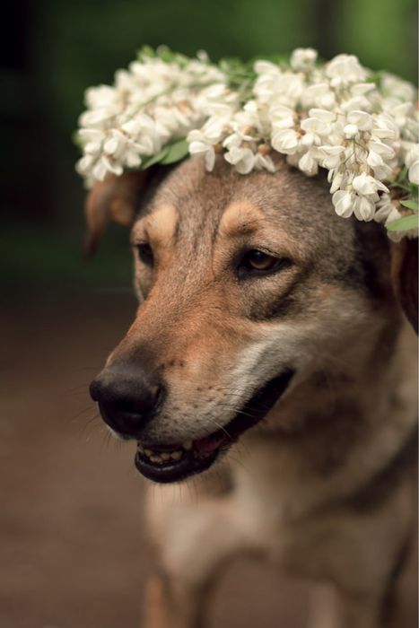 Кнопа ищет семью