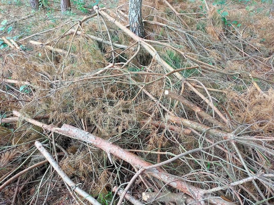 Gałęzie oddam za darmo, miejscowość Chrusty koło Rawy Mazowieckiej