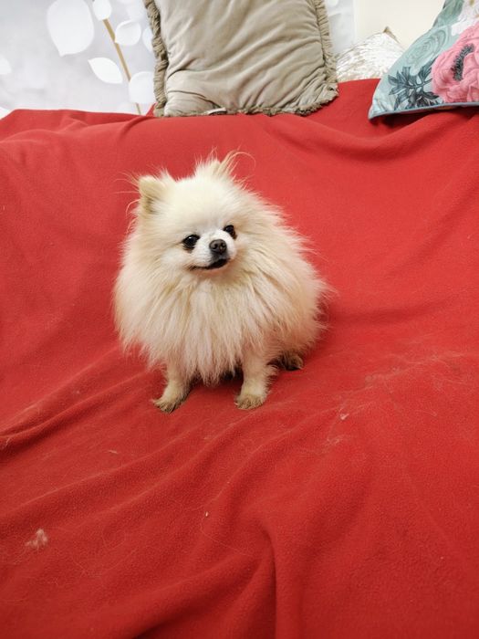 Piesek szpic miniaturowy