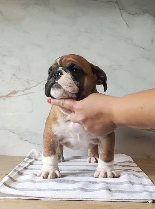 Buldog angielski Piesek ZKwP/FCI
