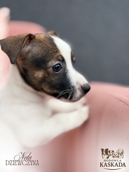 Jack Russell Terrier suczka o imieniu NELA