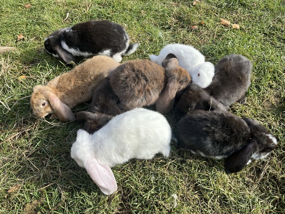 Kroliki barany francuskie