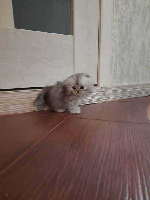 Котята пародистф