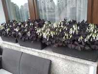 Cebulki szczawik trójkątny oxalis-  10 szt