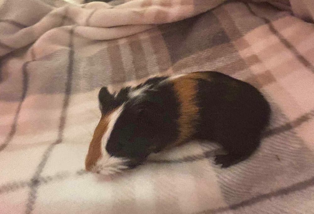 Świnki morskie samce