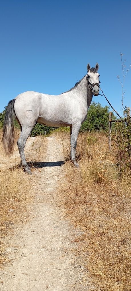 Poldro lusitano livro azul 2 anos e 6 meses grande + de 1,60cm