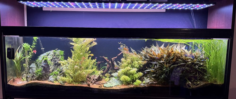 Akwarium 550l , lampa tomaled 180cm