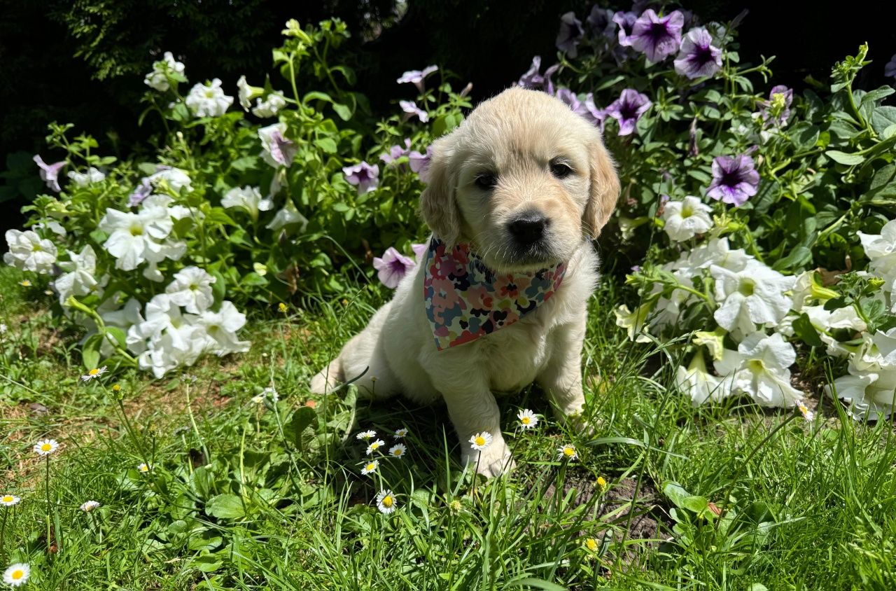 Golden Retriver szczeniak ZKwP (FCI)