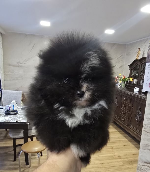 Szpic miniaturowy pomeranian