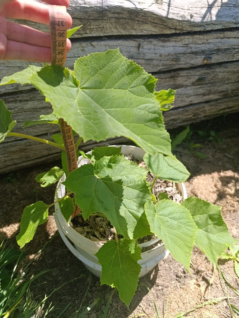 Paulownia sadzonka Shan Tong