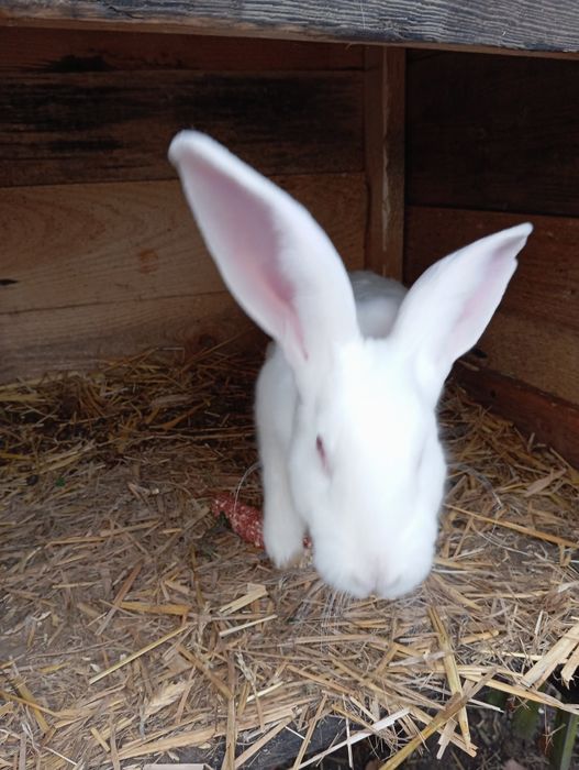 Na sprzedarz króliki