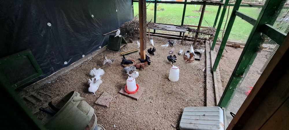 Gołębie różne rasy