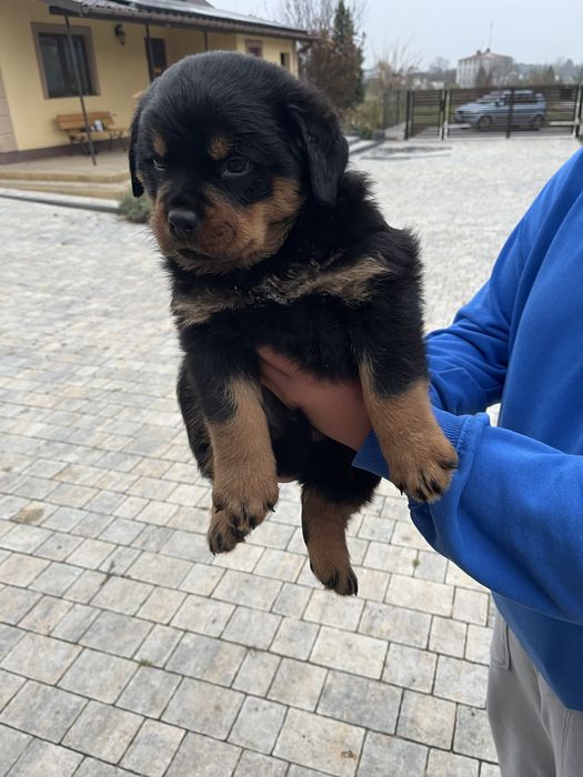 Szczeniak suczka rasy Rottweiler