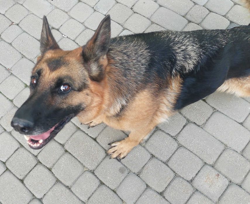 Zaginęła!! Owczarek niemiecki, suczka, 7 lat, drobnej budowy