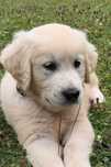 Oddam Golden retriever szczeniak (piesek z rodowodem)