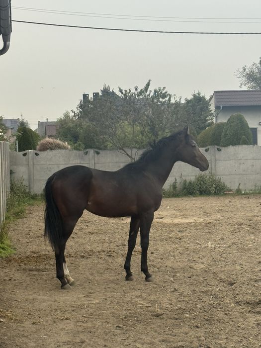 2 letni ogier po Czumen k